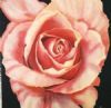 "dark pink rose"