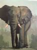 "Elephants 3"