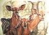 "Nyala Cows - Ladies in waiting"