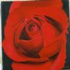 "Red Rose 1"