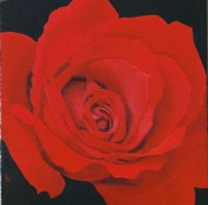 "red rose2"