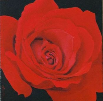 "red rose2"