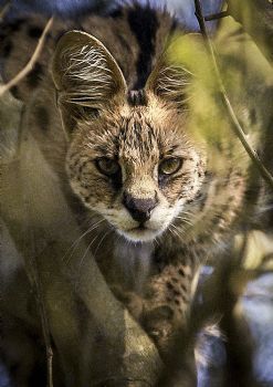 "Serval Stare Colour"
