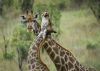 "Giraffe Dance"