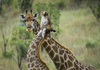 "Giraffe Dance"