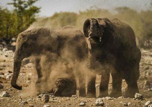 "Family Dust Bath 2"