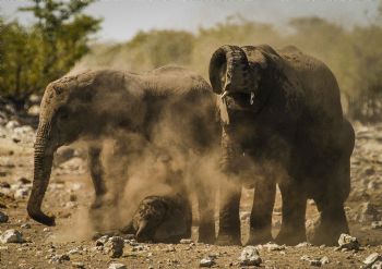 "Family Dust Bath 2"