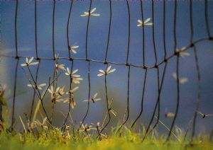 "Wire Wings"
