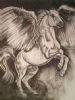 "Pegasus "