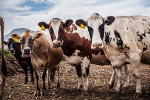 "Curious cows"