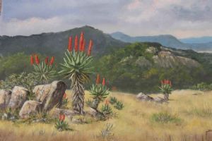 "Aloe Time Willowmore"