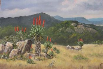 "Aloe Time Willowmore"