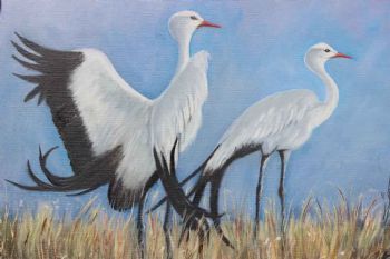 "Blue Crane"