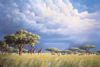 "Savannah Storm Stroll"