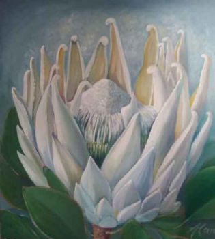 "White Protea"