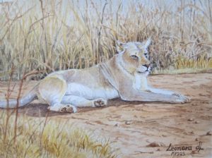 "Miniature- Lioness"