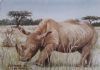 "Miniature - Rhino"