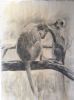 "Grooming - Vervet Monkeys"