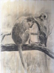 "Grooming - Vervet Monkeys"