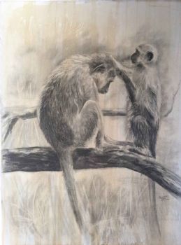 "Grooming - Vervet Monkeys"
