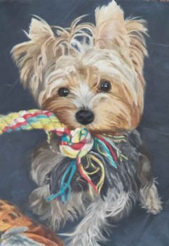 "Yorkie "