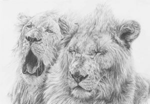 "The Yawn - White Lions"