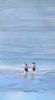 "Early Morning Swim"