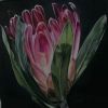 "Protea"