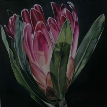 "Protea"