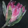 "Protea 2 "