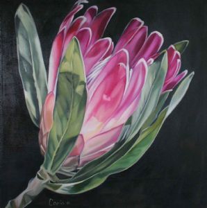 "Protea 2 "