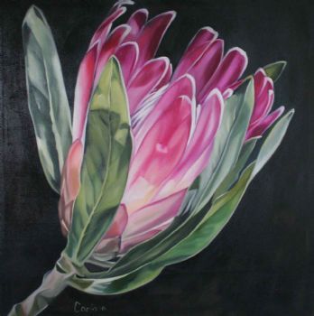 "Protea 2 "