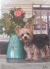 "Yorkie and Vase with Flowers"