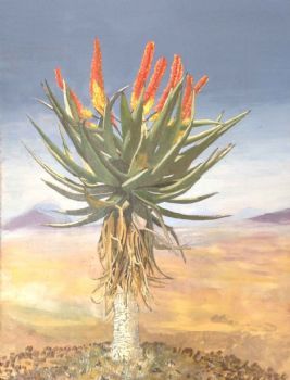 "Aloe on the Ridge"