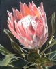 "Protea 2"