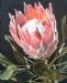 Protea 2