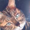 "Cat Potrait 3"