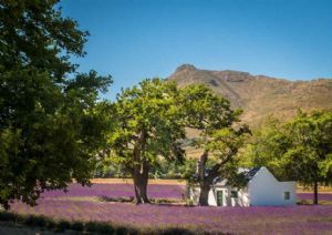 "Lavender Fields and Oak Trees"