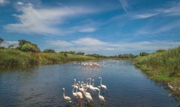 "Flamingos"