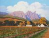 "Jonkershoek Vineyards, Stellenbosch"