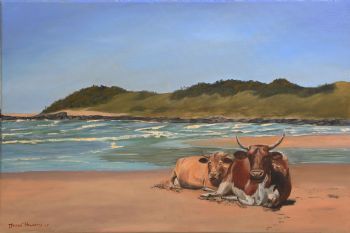 "Cows Life in the Transkei"