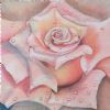 "A Kiss of a Rose"