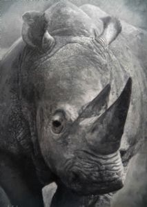 "Renoster/Rhino"
