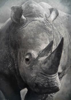 "Renoster/Rhino"