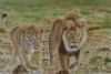 "On the Hunt"