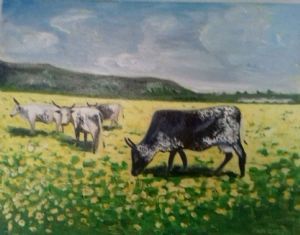 "Nguni Cattle near Darling"