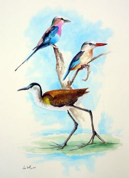 "Lilac Breasted Roller, Kingfisher, Jakana"
