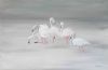 "Flamingo Ballet"