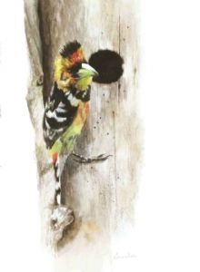 "Crested Barbet at Nesting Hole"
