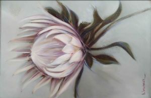 "White Protea 2"